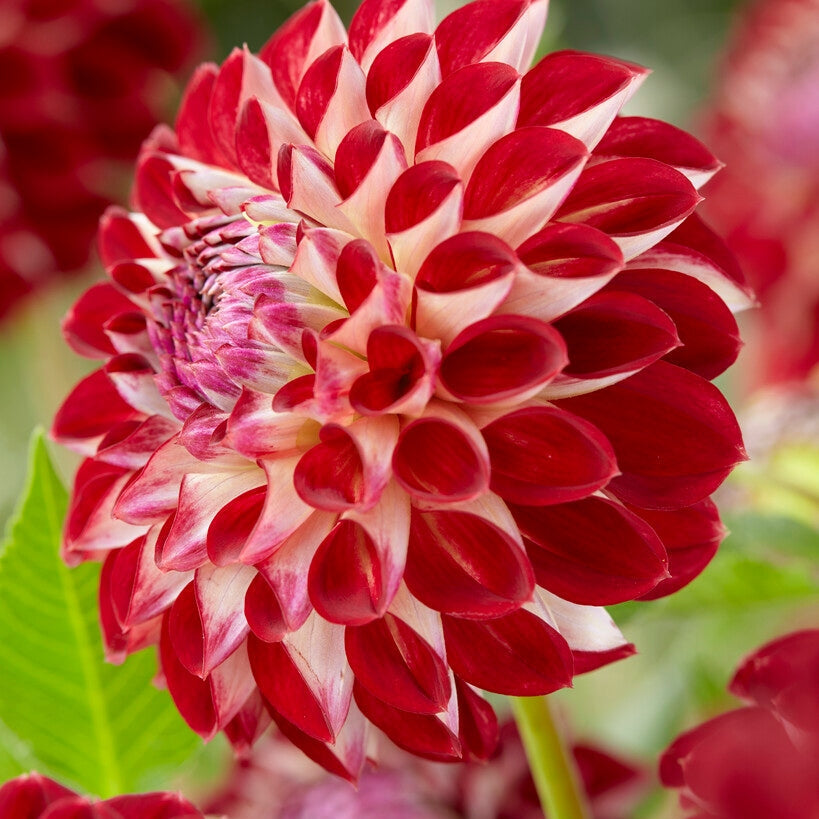 Dahlia Pompon Jowey Joshua 1-pack